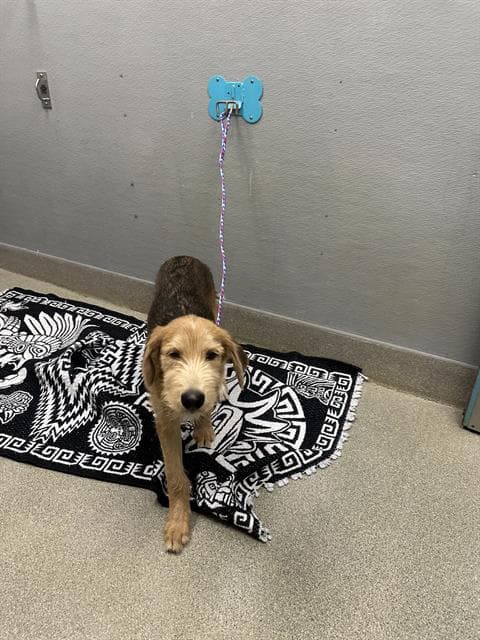 Silly Straw - Terrier