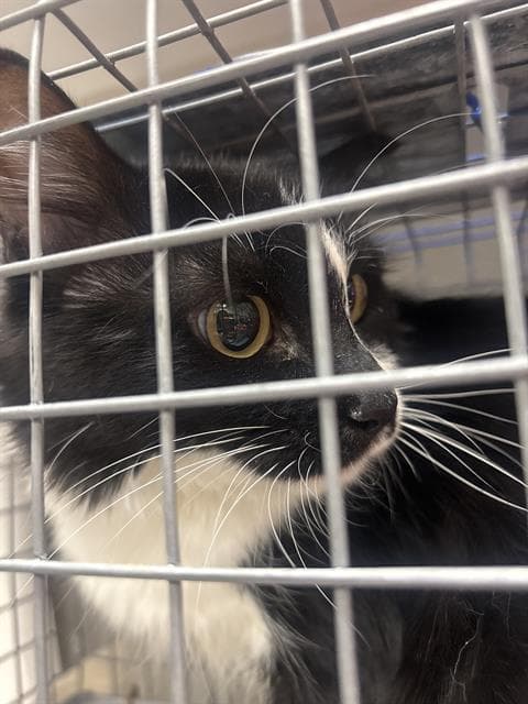 Socks - Domestic Short Hair