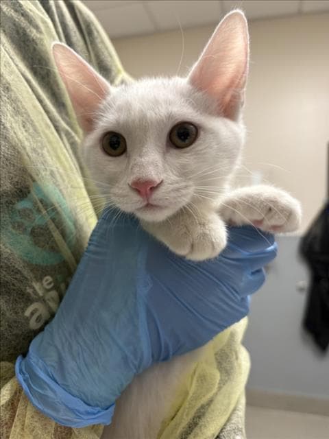 Revlon - Domestic Short Hair