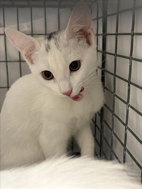 Rinah - Domestic Short Hair