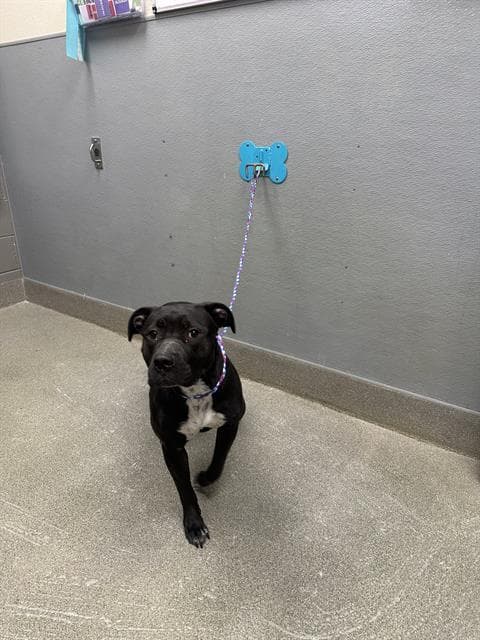Violet - Pit Bull Terrier