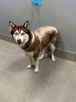 Koda image 1