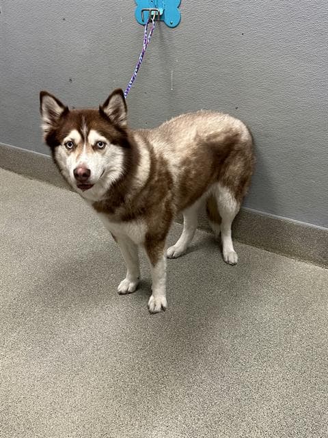 Koda - Siberian Husky