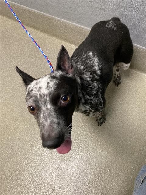 Sandy Rose - Australian Cattle Dog/Blue Heeler