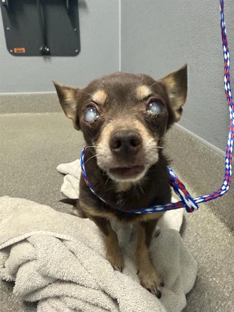 Matilda - Chihuahua