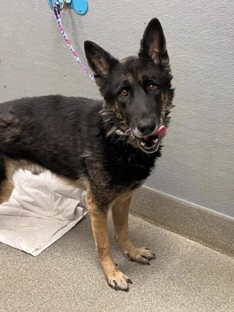 Max - German Shepherd Dog