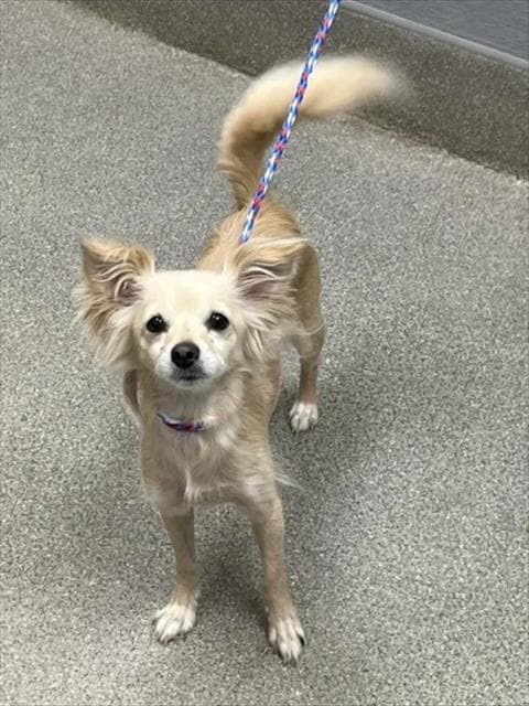 Margarine - Chihuahua