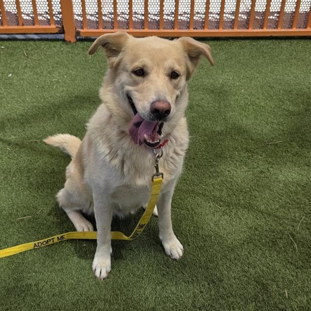 Lencha - German Shepherd Dog