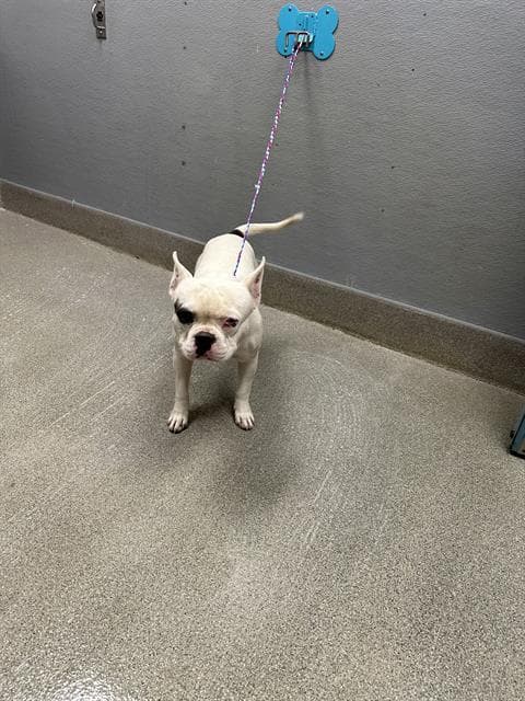 Igor - French Bulldog