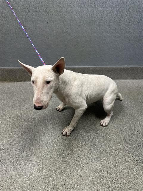 Raspberry Rush - Bull Terrier