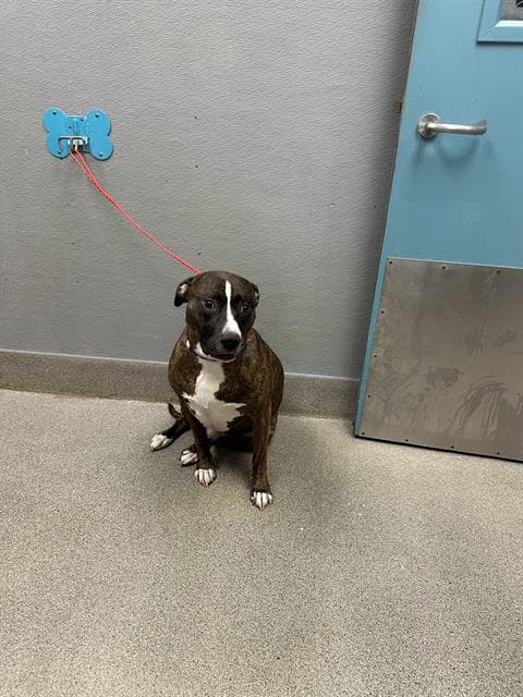 Prints - Pit Bull Terrier