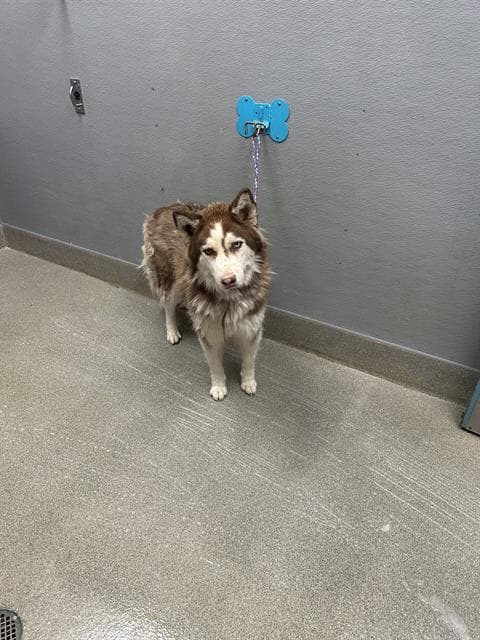 Cappuccino - Husky