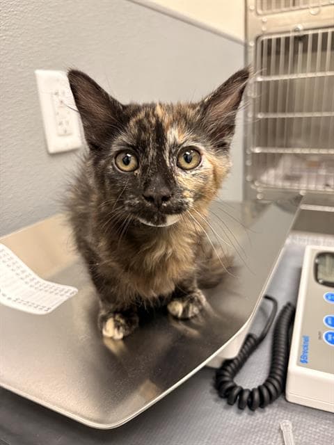Cutie - Domestic Short Hair