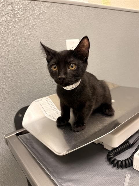 Art - Domestic Short Hair