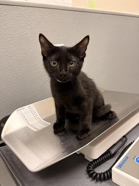 Shia - Domestic Short Hair
