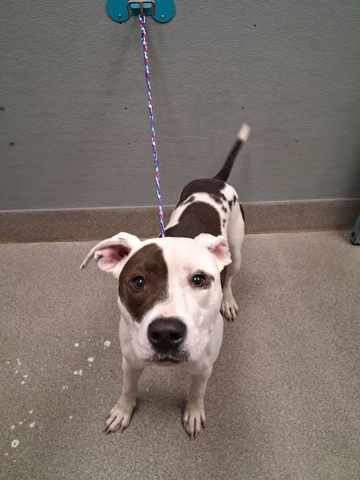 Onyx - Pit Bull Terrier