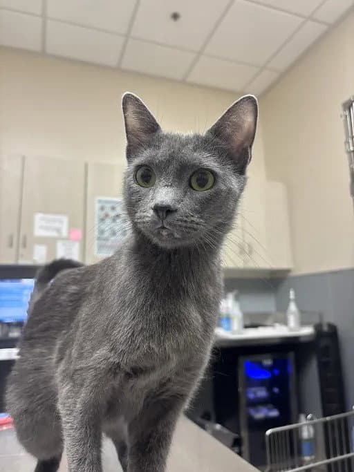 Smokescreen - Domestic Short Hair