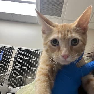 Ozzy - Domestic Short Hair