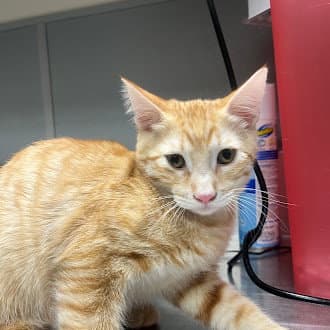 Dio - Domestic Short Hair