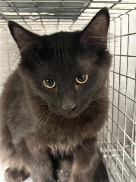 Riley - Domestic Short Hair