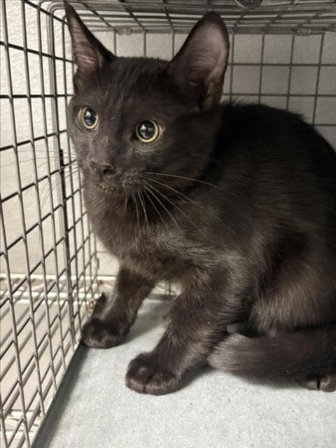 Rocket - Domestic Short Hair