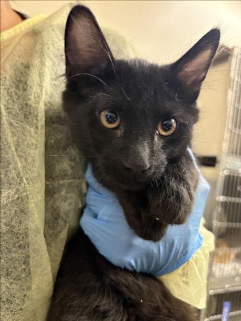 Roo - Domestic Short Hair