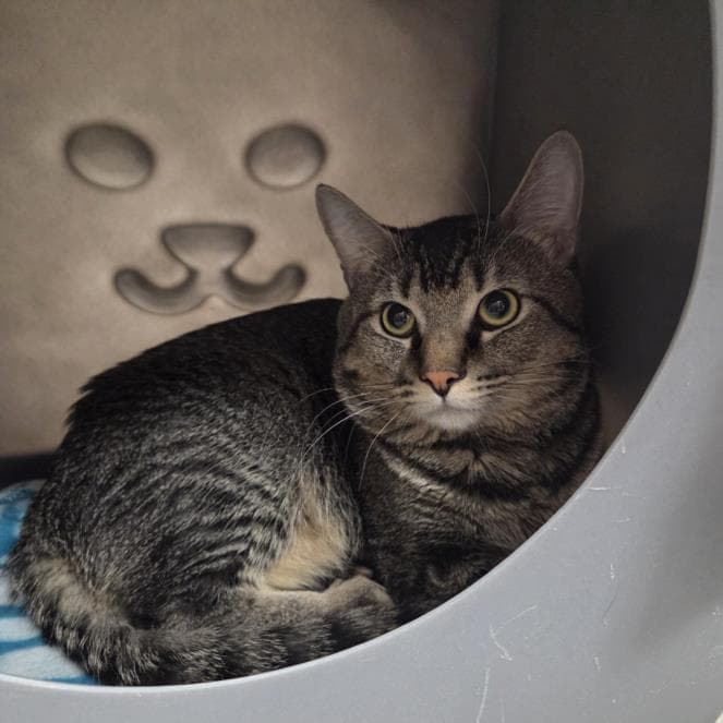 Mateo - Domestic Short Hair