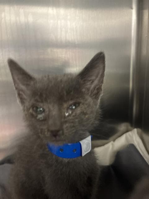 Quasar - Domestic Short Hair
