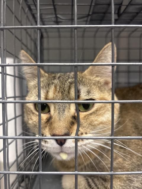 Missy - Domestic Short Hair