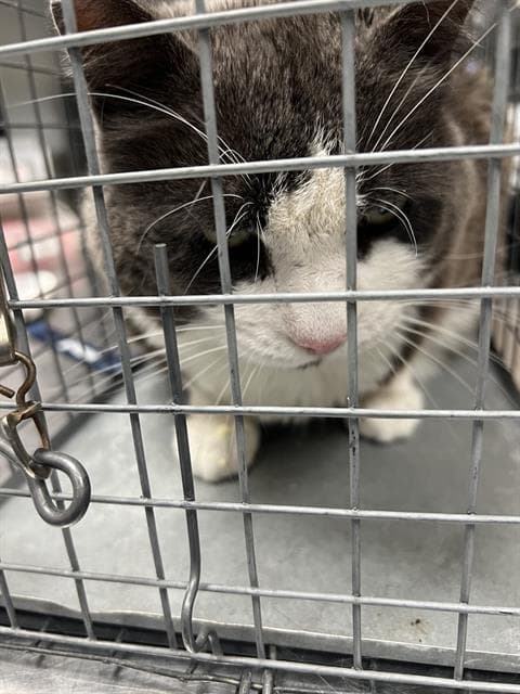Mj - Domestic Short Hair