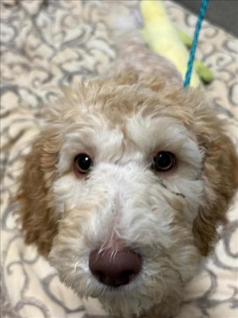 Zinnia - Poodle (Standard)