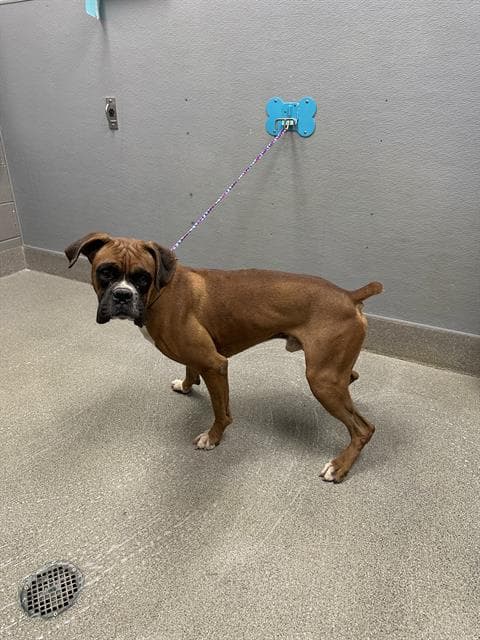 Rocko - Boxer