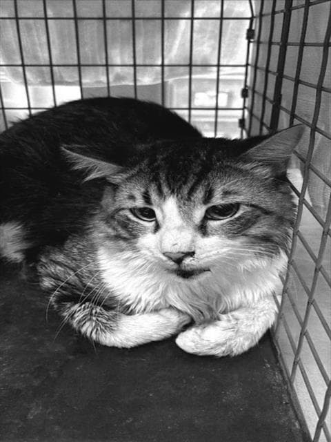 Mischief - Domestic Medium Hair