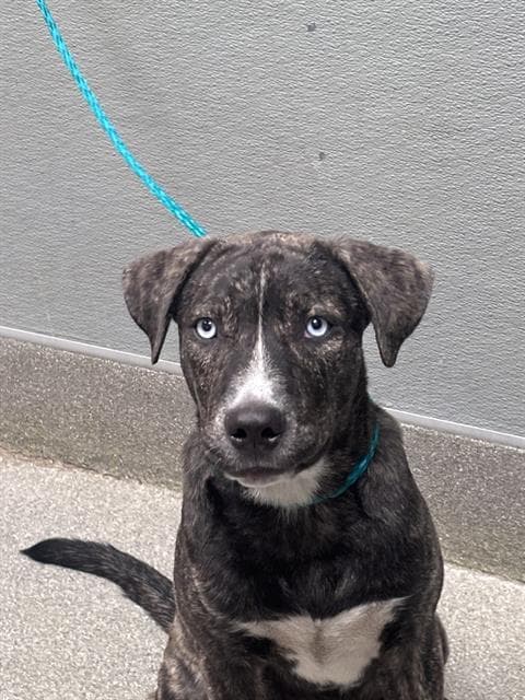 Styles - Pit Bull Terrier