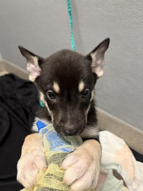 Lady Bug - German Shepherd Dog