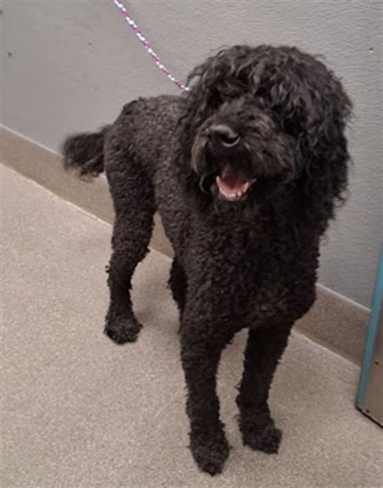 Ronda - Poodle (Standard)