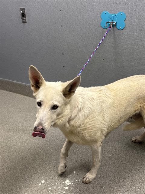 Celia Mae - German Shepherd Dog