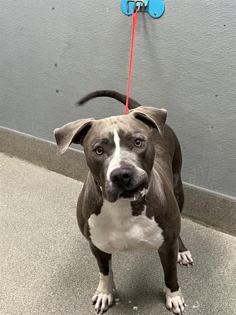 Jim Hopper - Pit Bull Terrier