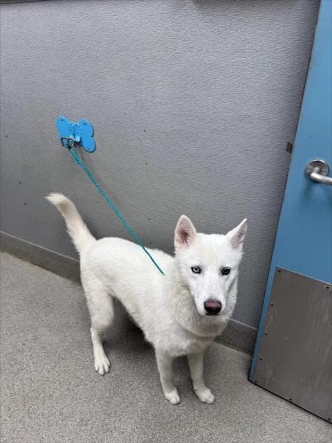 Rando - Siberian Husky
