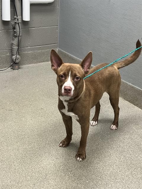 Hunker - Pit Bull Terrier