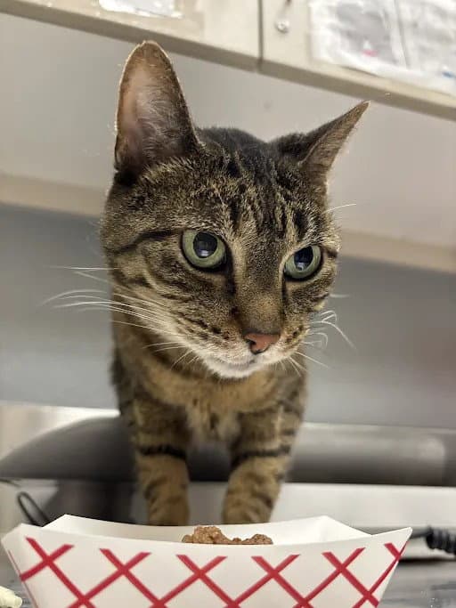 Lily - Domestic Short Hair