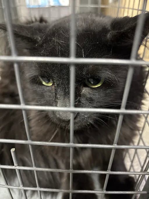 Milo - Domestic Long Hair