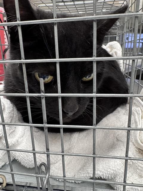 Thomas - Domestic Short Hair