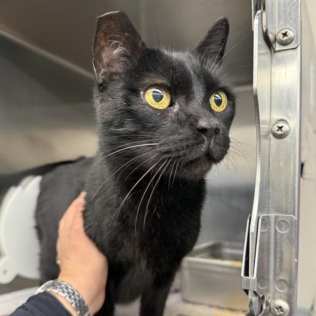 Thomas - Domestic Short Hair