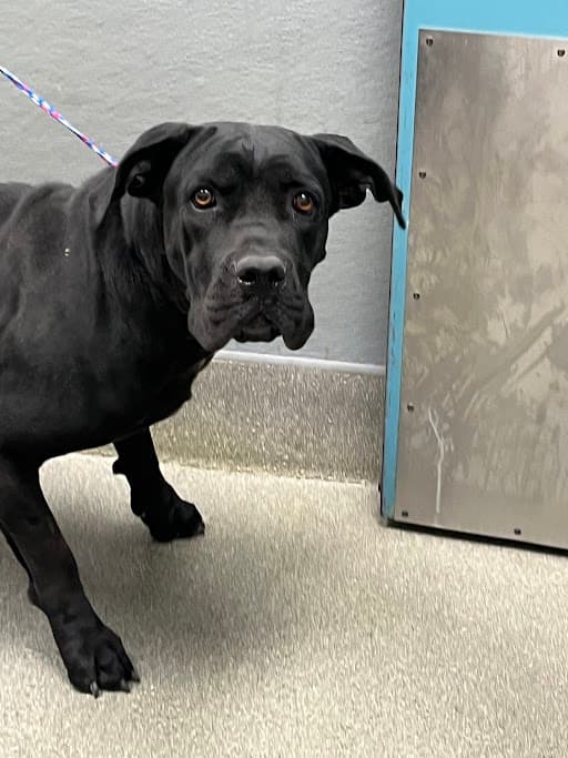 Meena - Mastiff