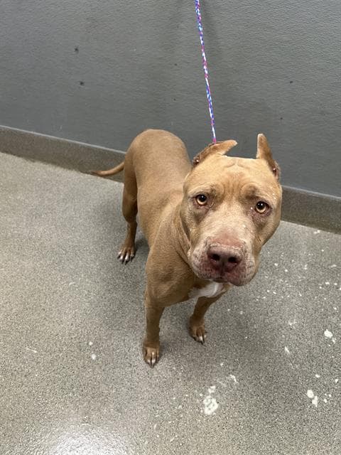 Princesse - Pit Bull Terrier