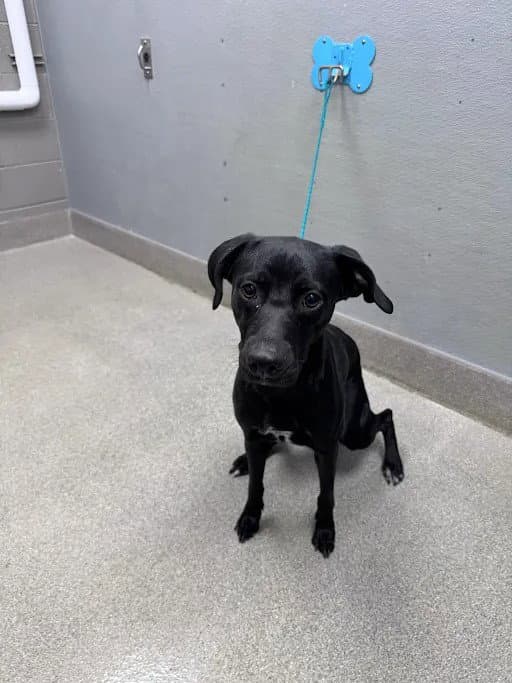 Wendy - Labrador Retriever