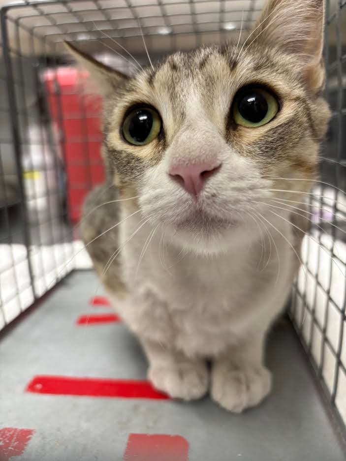Chiwi - Domestic Short Hair