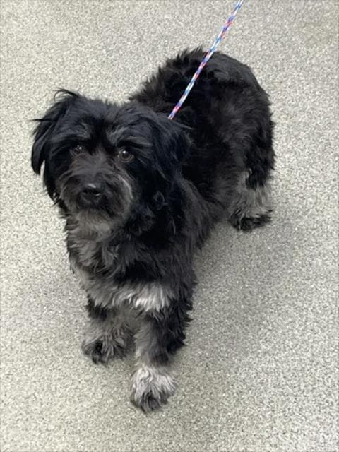 Katty - Shih Tzu