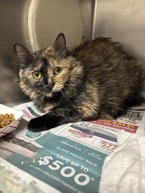 Mona - Domestic Short Hair
